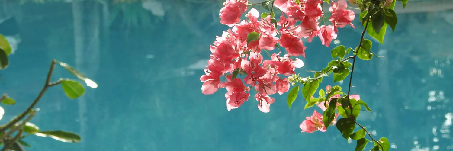 Flowers over pool