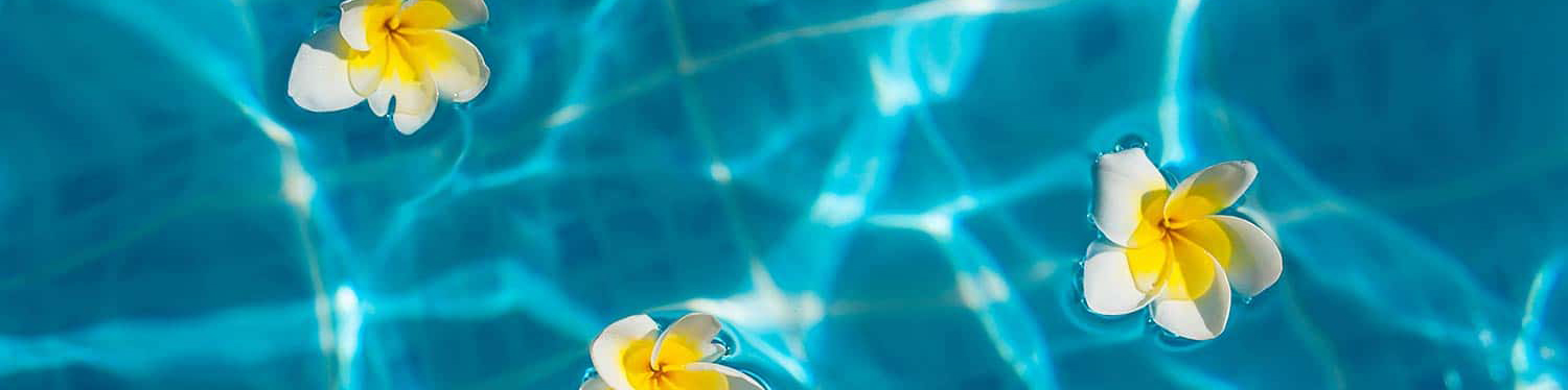 white flowers floating in water